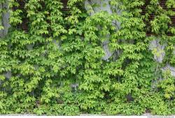 Photo Textures of Ivy